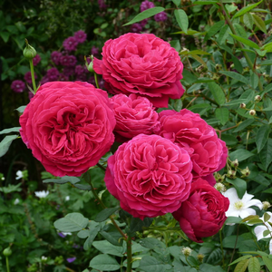 Barva sleza z vijolično - Vrtnica čajevka